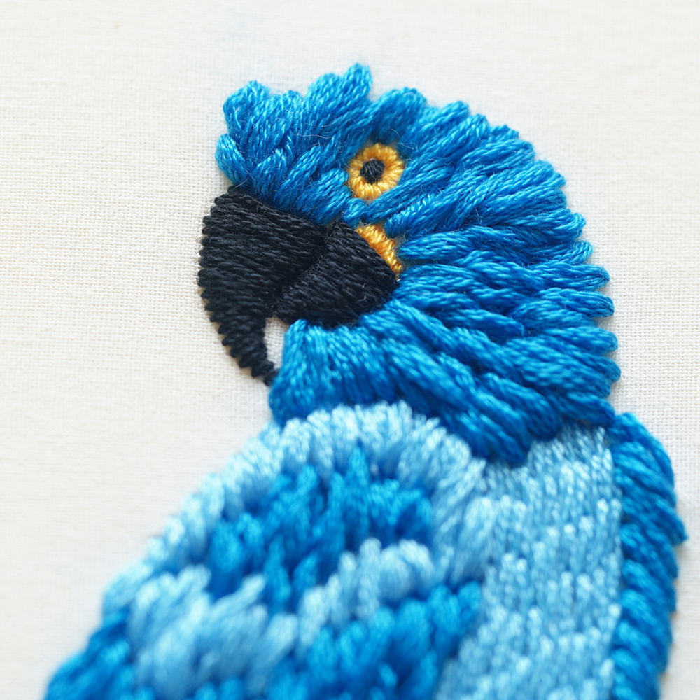 Hyacinth macaw