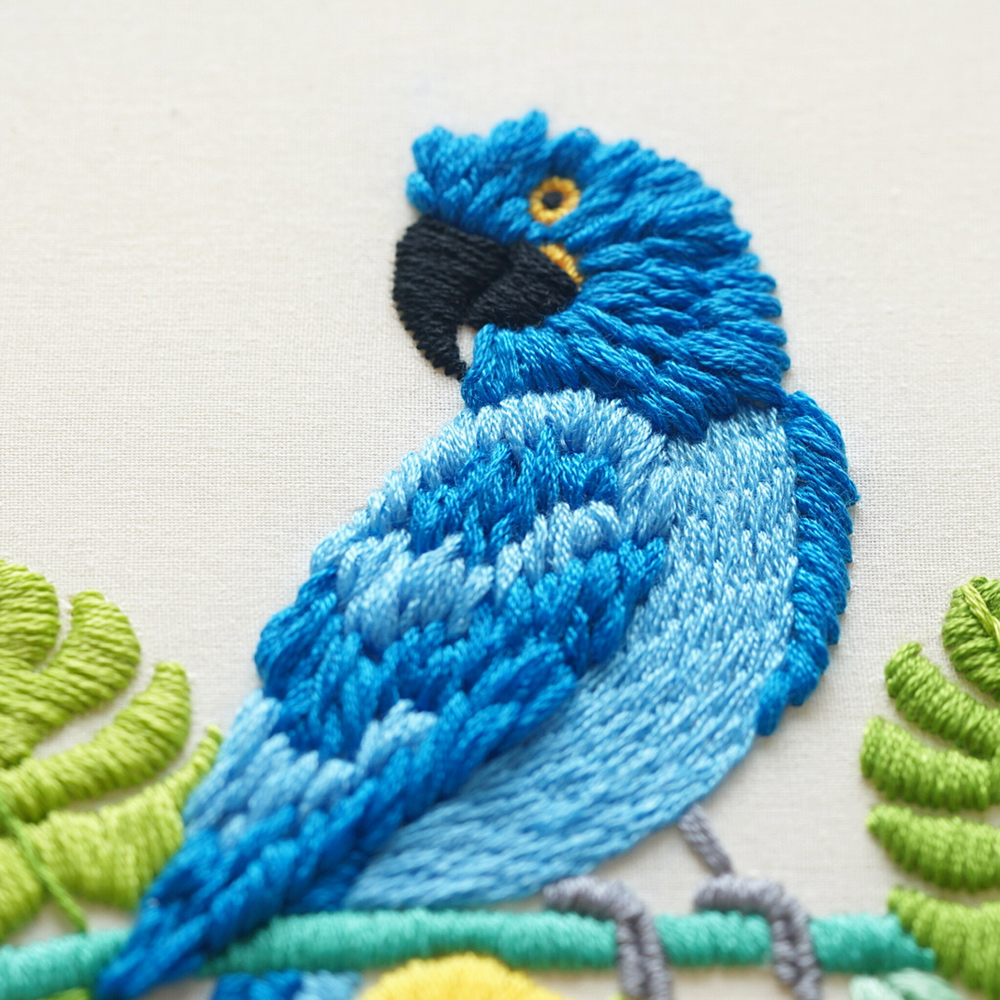 Hyacinth macaw